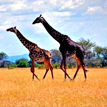 Tanzania-Safari